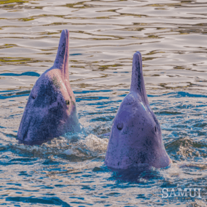 Samui Island Adventures Pink Dolphin Tour