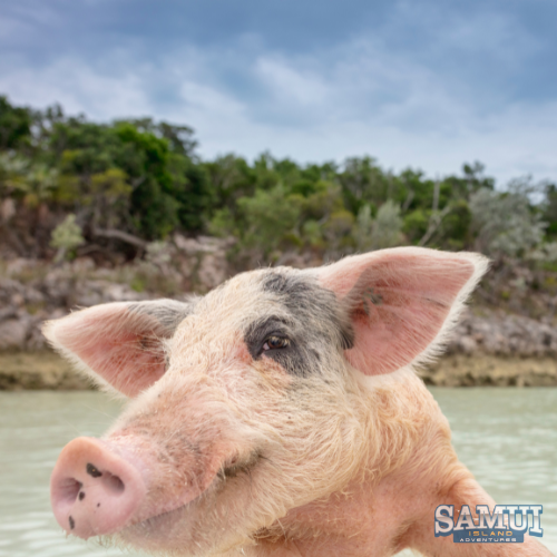 Samui Island Adventures Pig Island Snorkelling Trip