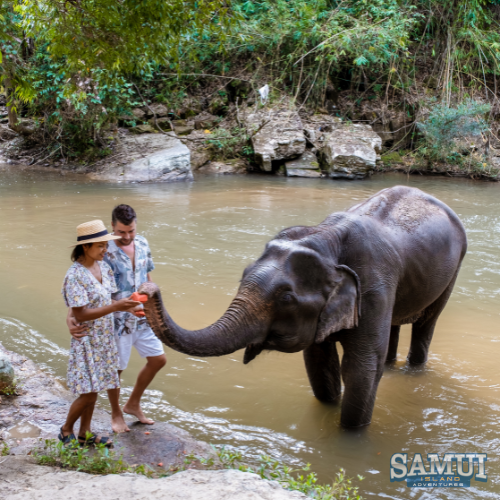 The Elephant Sanctuary Bophut