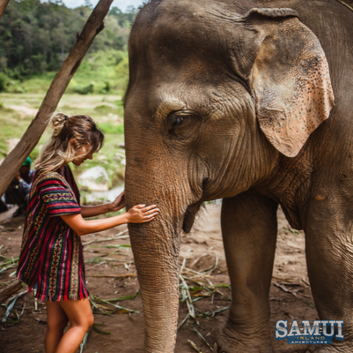 The Elephant Sanctuary Thailand
