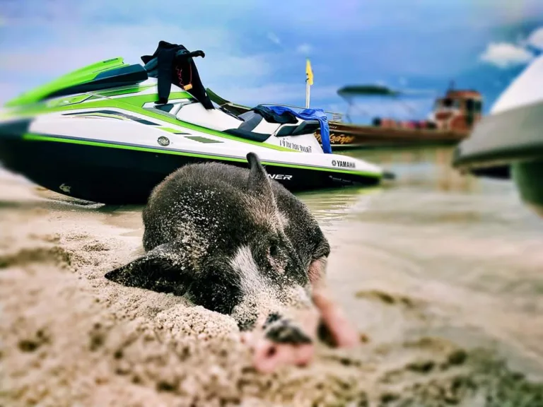 Sleeping Pig Next To Jet Ski On Koh Samui Island